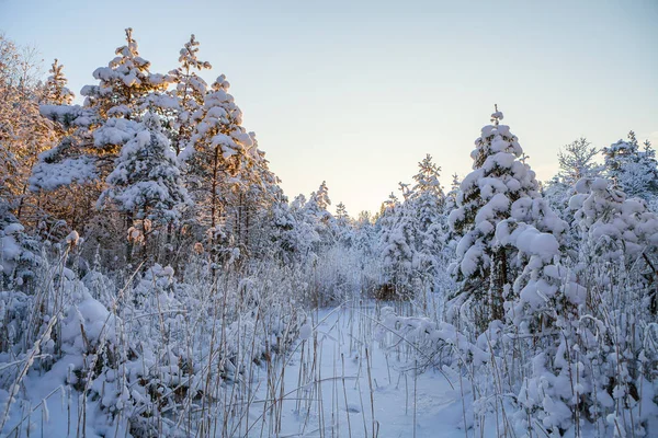 Snötäckta tallar, soluppgång tid — Stockfoto