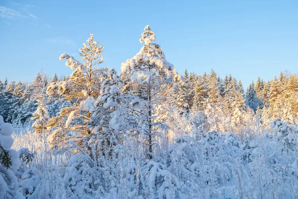 Snowy pine trees, sunrise time