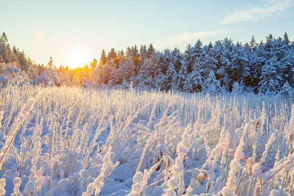 森と太陽、おとぎ話雪の光の川の端に冷凍のリード — ストック写真