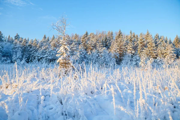Snötäckta tallar, soluppgång tid — Stockfoto