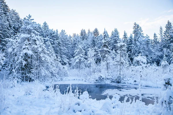 Frostad tallar längs frusna floden, soluppgång tid — Stockfoto