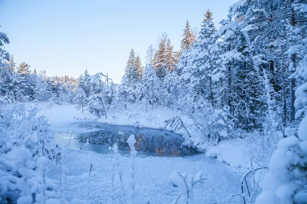 Pinos escarchados a lo largo del río congelado, hora del amanecer —  Fotos de Stock