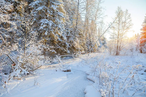Matné borovic podél zamrzlé řeky, východ — Stock fotografie