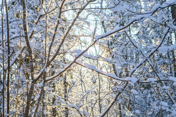 太陽今後投げる雪に覆われた森林の光線 — ストック写真