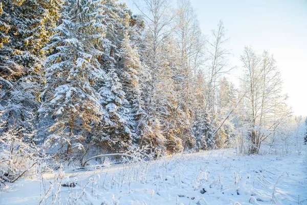 Frosted pijnbomen langs bevroren rivier, tijd van zonsopgang — Stockfoto