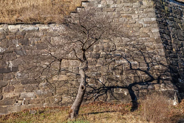 Baum und Schatten auf der alten Steinmauer — Stockfoto