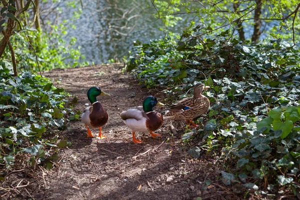 Tres patos, una hembra caminando por el camino del parque de la ciudad. Primavera . — Foto de Stock