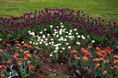 Kırmızı, beyaz ve mor laleler. Yaz bahçe peyzaj tasarımı.