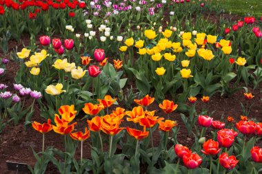 Kırmızı, sarı, pembe ve beyaz laleler. Yaz bahçe peyzaj tasarımı.