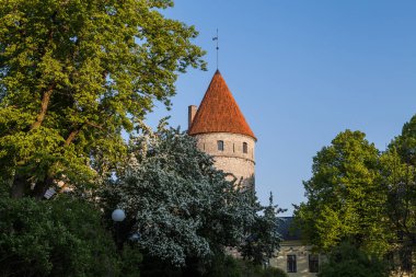 Ortaçağ eski Tallinn şehir kuleleri. Yeşil Yaz sezonu.