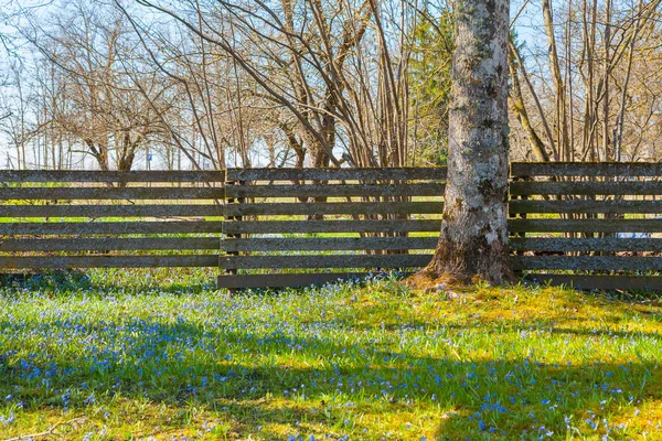 Blooming spring meadow with small blue wildflowers and trees — Stock Photo, Image