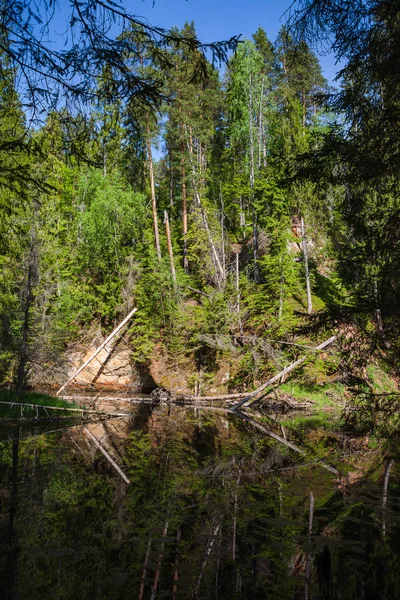 Перегляд річки Гауя зелений банк з відображення у воді. Національний парк Гауя, Латвія. — стокове фото