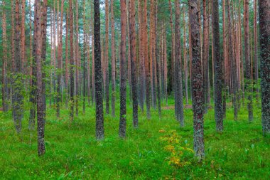 Yeşil çim örtüsü bir çam ormanı ile manzara