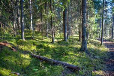 Çam ormanı yolundan