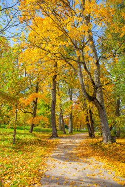 Sonbahar park yol. Sonbahar zaman.