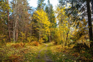 Sonbahar park yol. Sonbahar zaman.