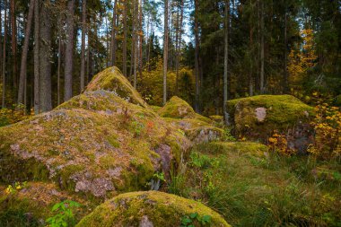 Çam ağaçları ve kayalıklarda yosunlar olan vahşi doğa ormanı
