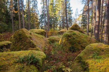 Kayalar kayalar tarafından yosun kaplı orman ormanda. Sonbahar sezon.