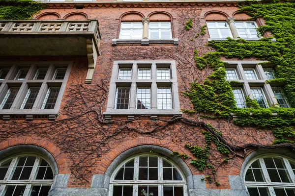 Ancien bâtiment en brique rouge, recouvert de lierre vert — Photo