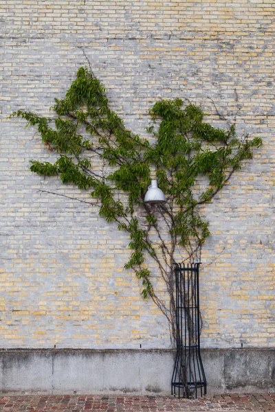 Zelený břečťan v podobě stromů se táhne podél zdi, pouliční lampy — Stock fotografie