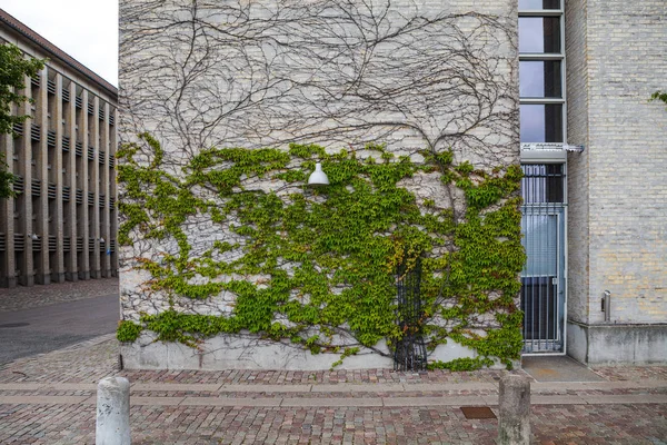 Hera verde na forma de árvores se estende ao longo de uma parede de tijolo, lâmpada de rua — Fotografia de Stock