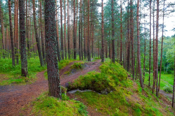 Paisaje con un camino a través de un bosque de pinos —  Fotos de Stock