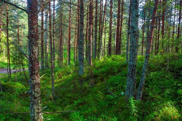 Τοπίο με πράσινο χορτάρι κάλυμμα μέσα από ένα δάσος πεύκων — Φωτογραφία Αρχείου