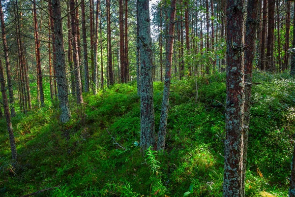 Paisaje con una cubierta de hierba verde a través de un bosque de pinos —  Fotos de Stock