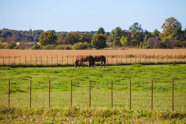Dos caballos pastando en el campo con vallas. Día soleado de otoño . — Foto de Stock