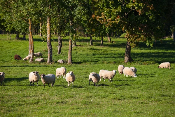 Stádo ovcí pasoucí se nad zelenou louku se stromy v pozadí — Stock fotografie