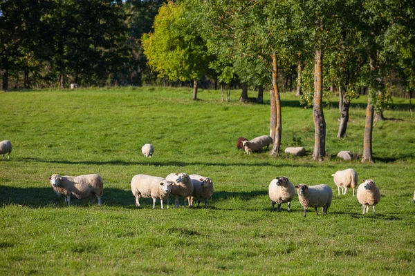 Flock of sheep grazing over green meadow with trees at the background — Stock Photo, Image