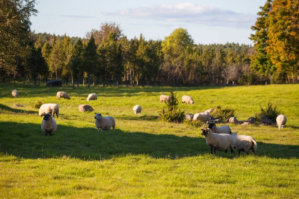 Flock of sheep grazing over green meadow with trees at the background — Stock Photo, Image