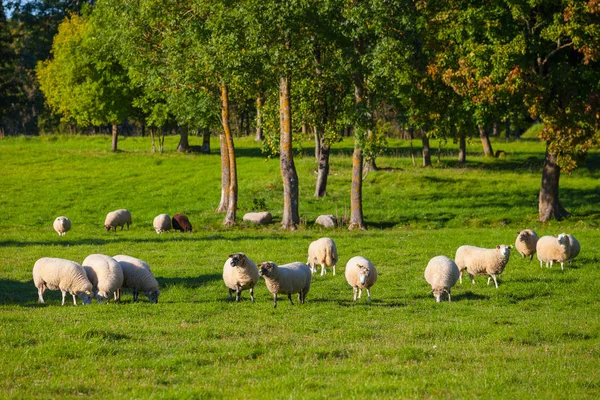 Flock of sheep grazing over green meadow with trees at the background — Stock Photo, Image