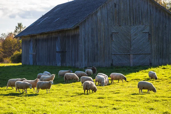 Flock of sheep grazing over green meadow with wooden barn at the background — Stock Photo, Image