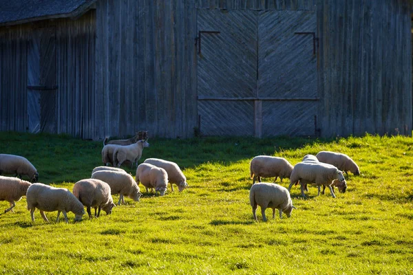 Flock of sheep grazing over green meadow with wooden barn at the background — Stock Photo, Image