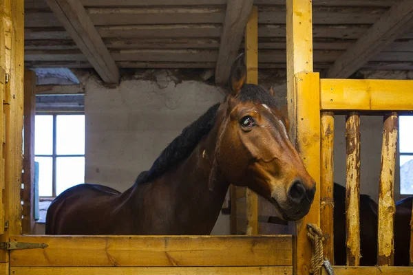 Retrato do cavalo em um estábulo — Fotografia de Stock