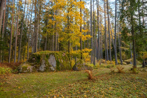 Divočina krajina les s borovicemi a mech na skalách — Stock fotografie