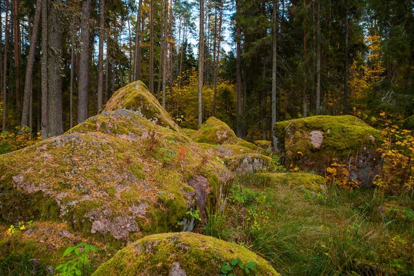 Çam ağaçları ve kayalıklarda yosunlar olan vahşi doğa ormanı