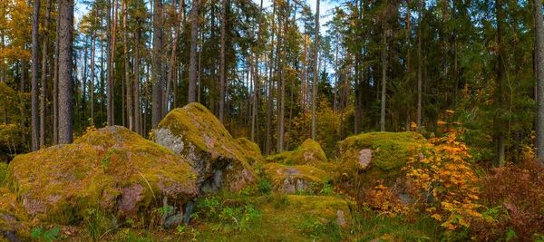 Çam ağaçları ve kayalıklarda yosunlar olan vahşi doğa ormanı — Stok fotoğraf