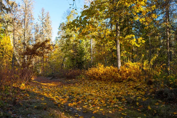Sonnenstrahlen auf buntem Pfad im Herbstpark. helle Herbstzeit. — Stockfoto