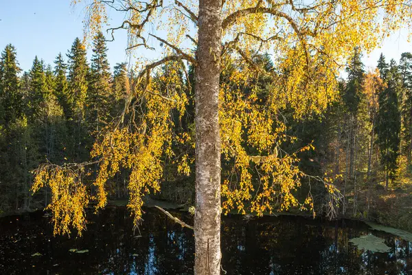 Закрити подання дерев з осінніми листами. Ліс на пагорбах навколо озера. Час Сонячний падіння. Північна Європа. — стокове фото