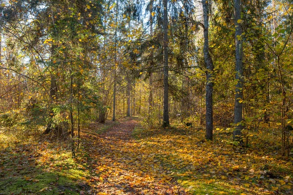 Weg durch den herbstlichen Wald mit Laubbäumen im Gegenlicht der Sonnenstrahlen. — Stockfoto