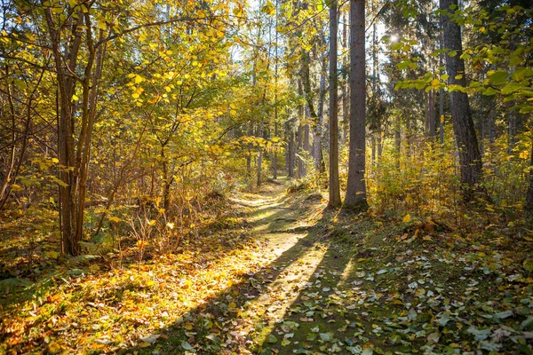 Yaprak döken ağaçların arkadan aydınlatmalı güneş ışınlarının tarafından sonbahar ormanı yolundan. — Stok fotoğraf