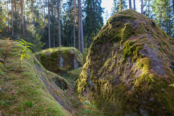 Kayalar kayalar tarafından yosun kaplı orman ormanda. Sonbahar sezon.