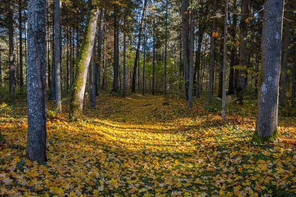 Weg durch den herbstlichen Wald mit Laubbäumen im Gegenlicht der Sonnenstrahlen. — Stockfoto