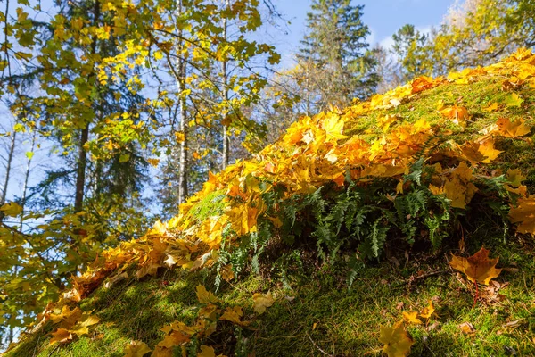 Findlinge im Wald, moosbewachsene Felsen und buntes Laub. Herbstzeit. — Stockfoto