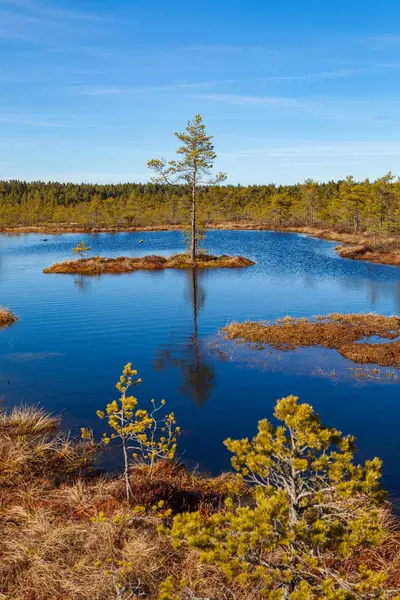 Göl ve çamlarla kaplı bataklık manzarası.