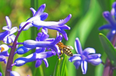 arıya çiçeği sümbül