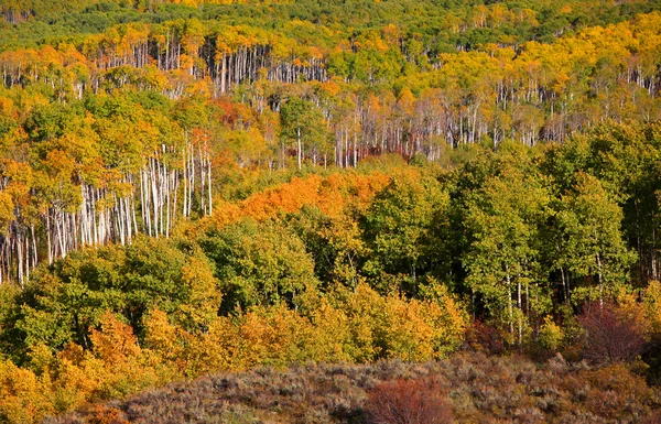 Canopy de árvores de outono em montanhas Rochosas — Fotografia de Stock