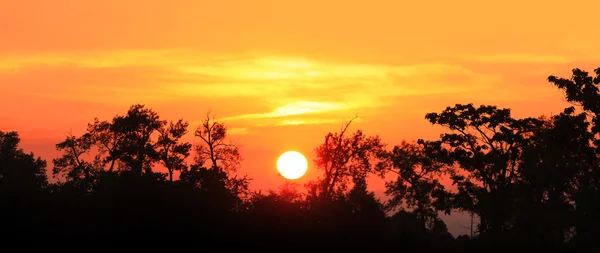 Západ slunce při pohledu přes vysoké stromy — Stock fotografie